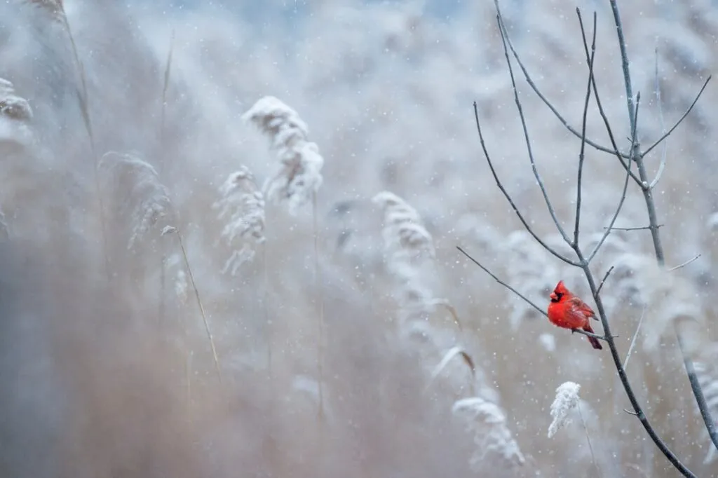 Photo Winter home maintenance