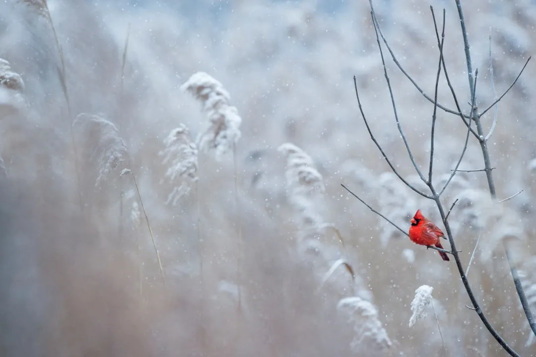 Photo Winter home maintenance