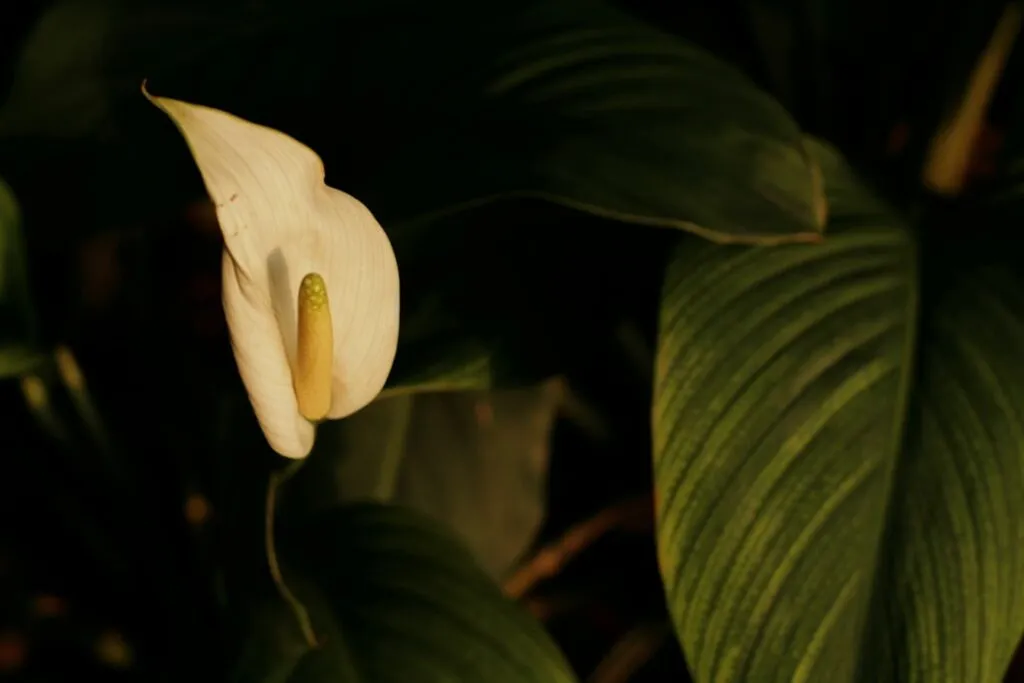 Photo Peace lily