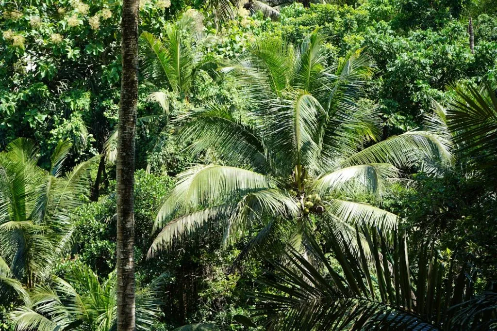 Photo Tropical paradise