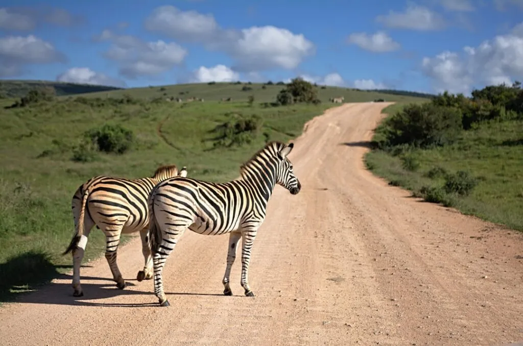 Photo Safari Park