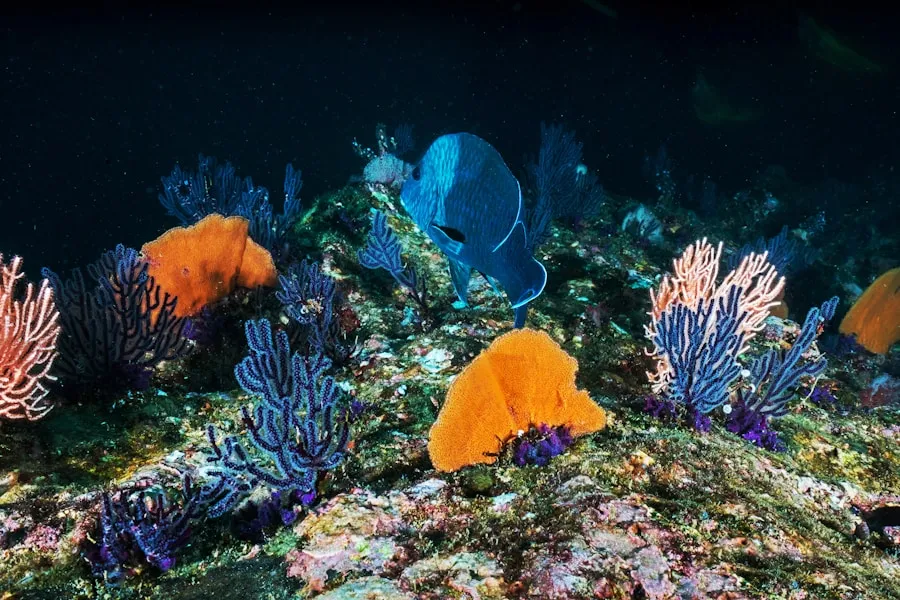 Photo "The most spectacular places for observing marine animals"