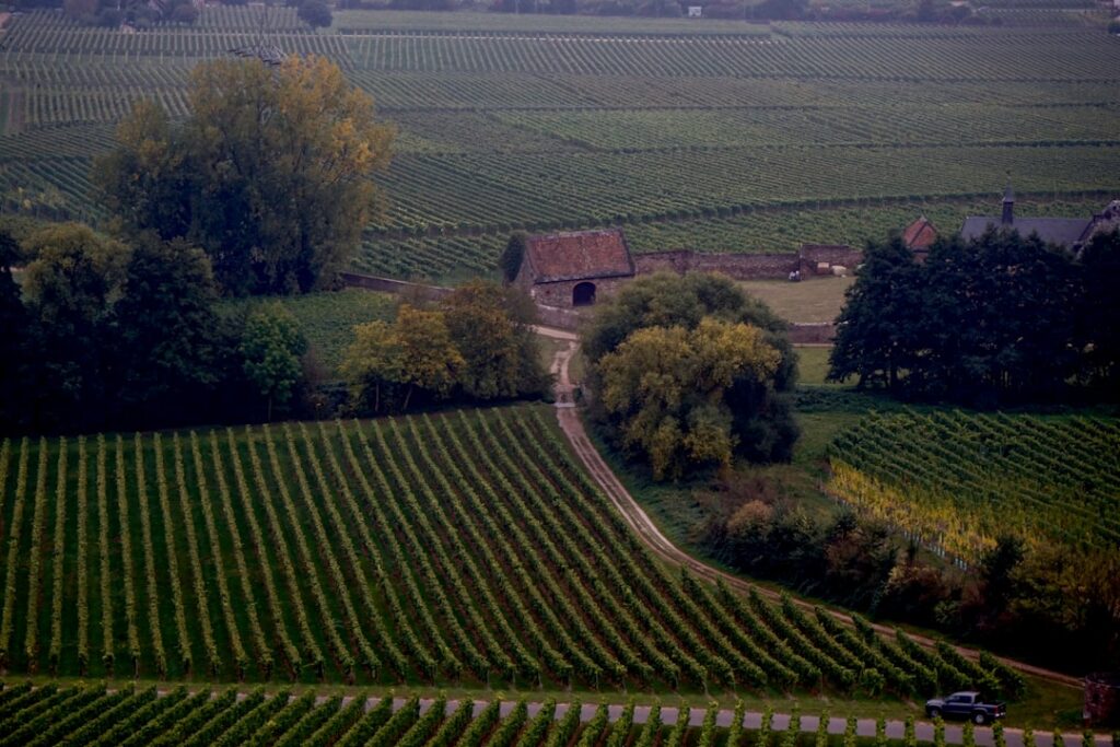 Photo Vrancea Vineyards