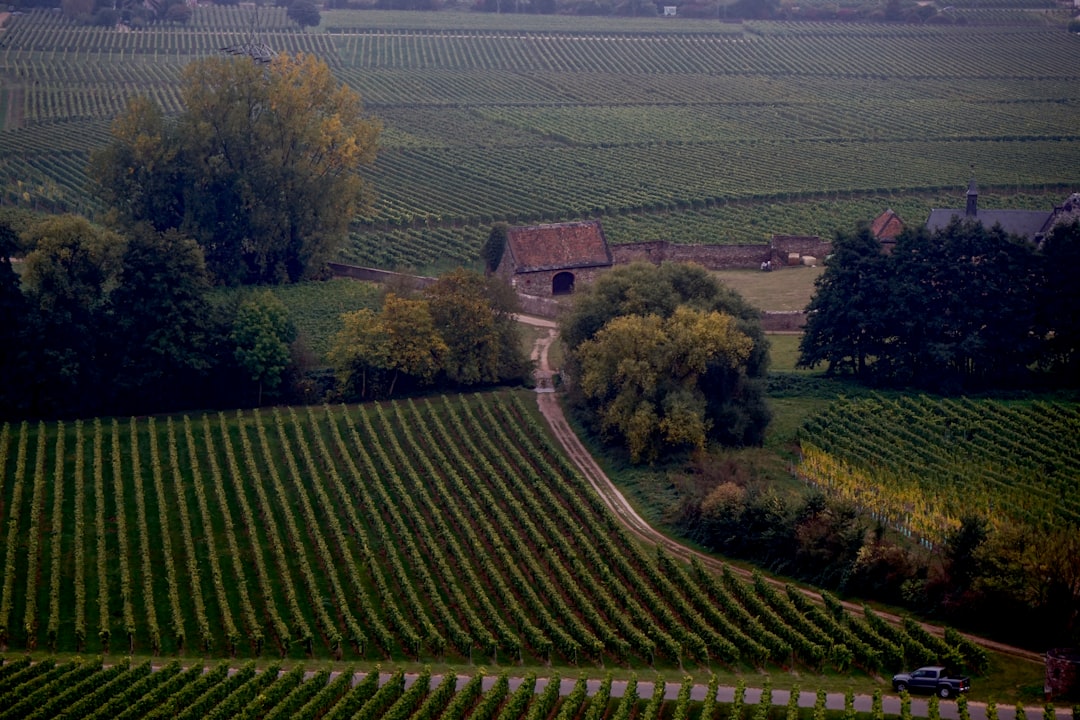 Photo Vrancea Vineyards