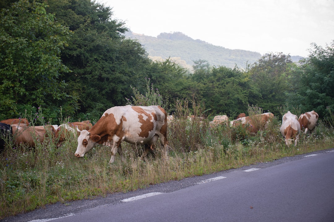 Photo Transylvania