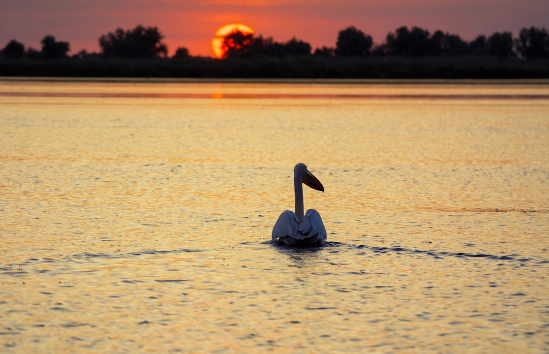 Photo Danube Delta