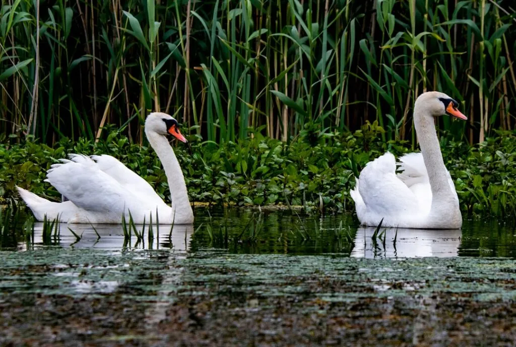 Photo Danube Delta