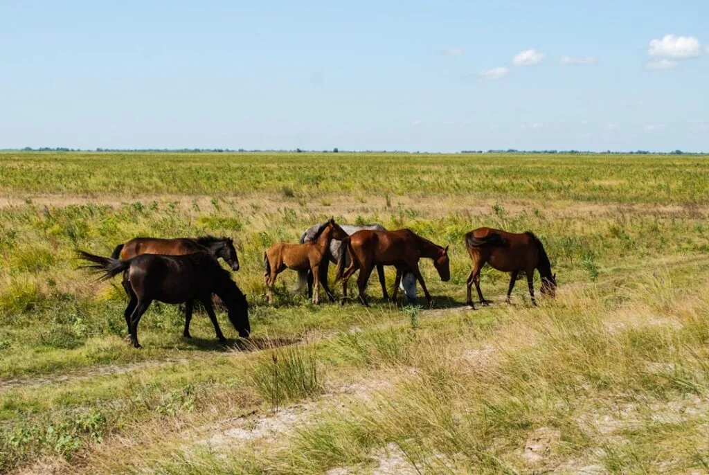 Photo Danube Delta