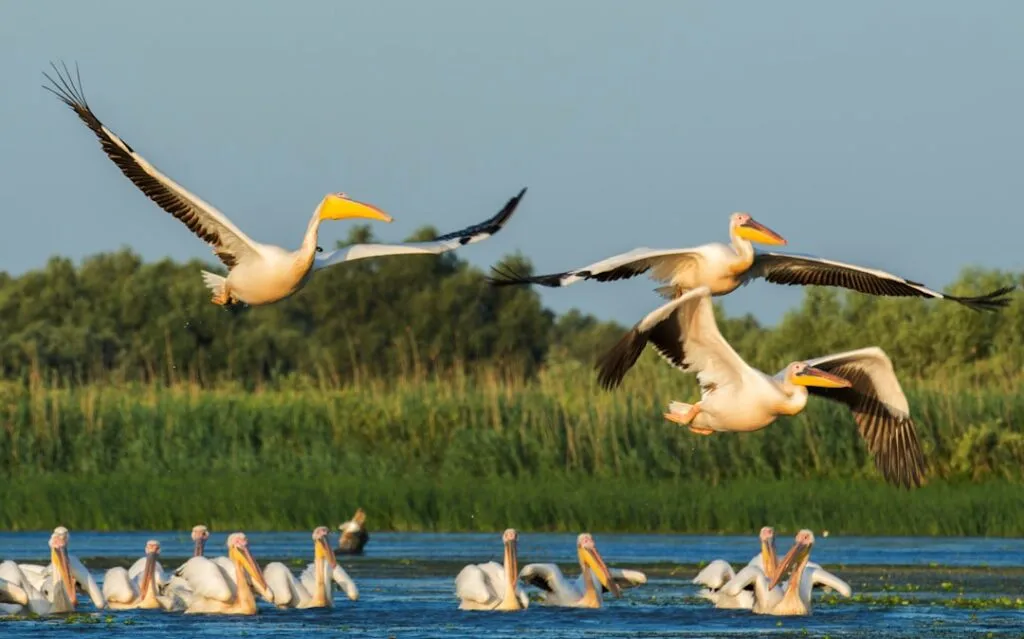 Photo Danube Delta