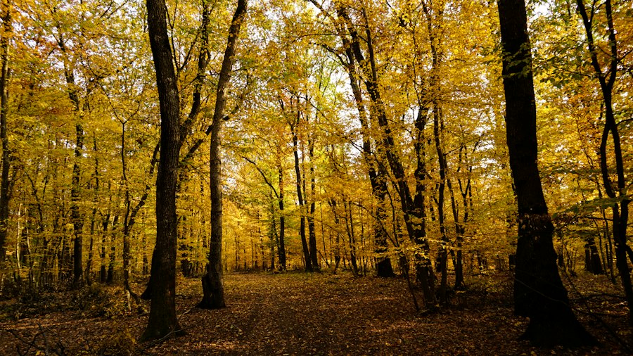 discover Romania