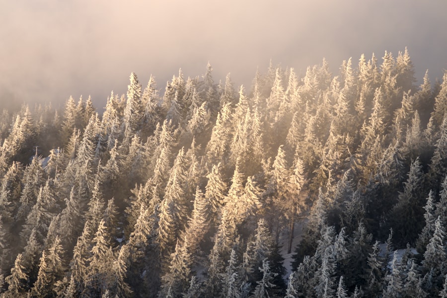 Photo Apuseni Mountains