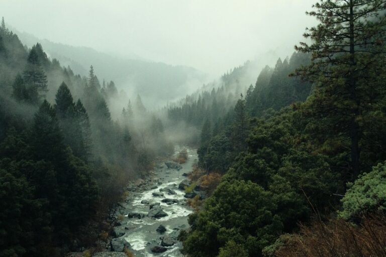 Photo forests