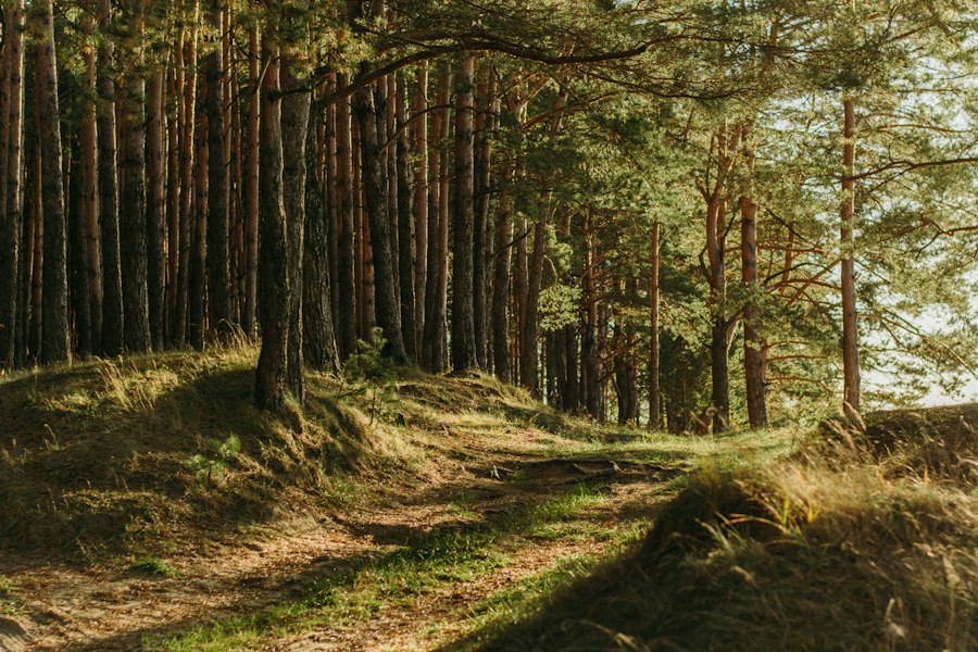 Photo forests
