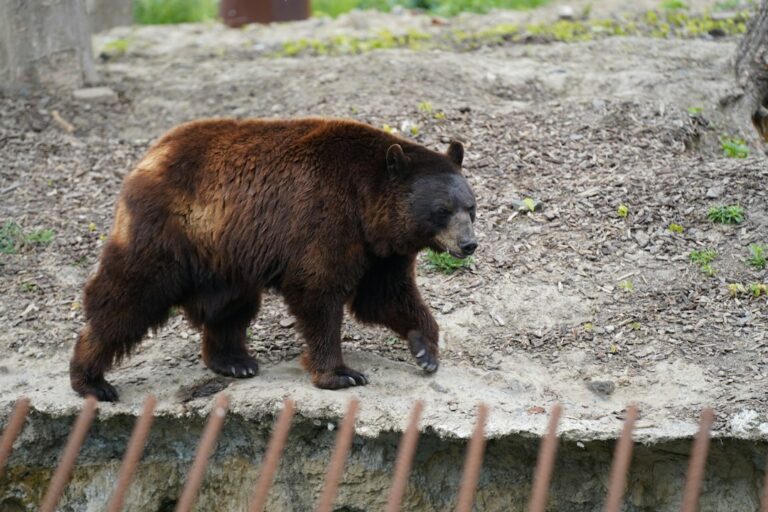 Photo Bear Sanctuary