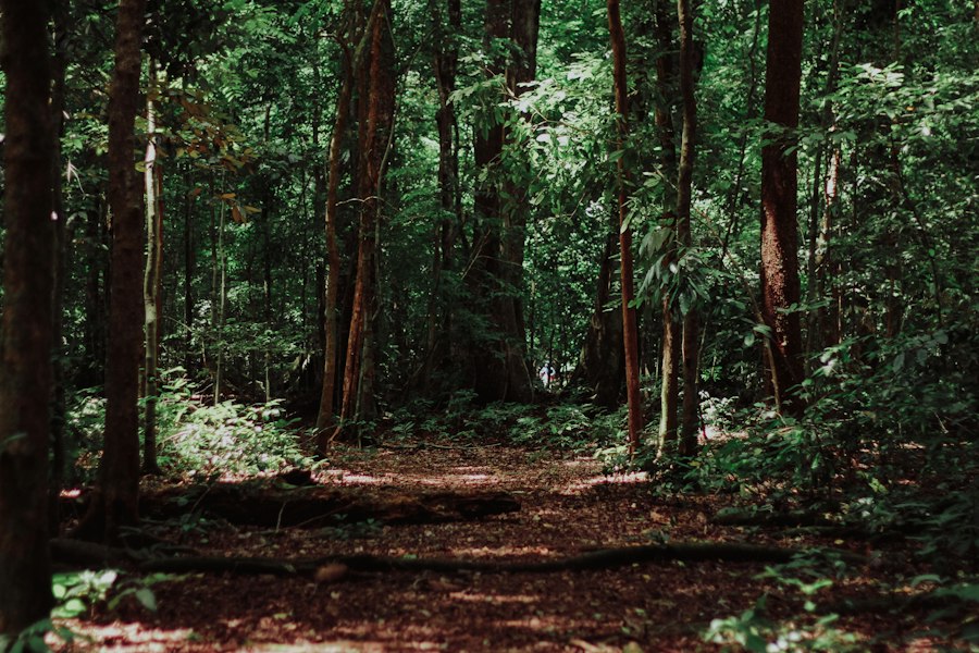 forests