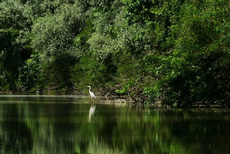 Photo Danube Delta map nature wildlife