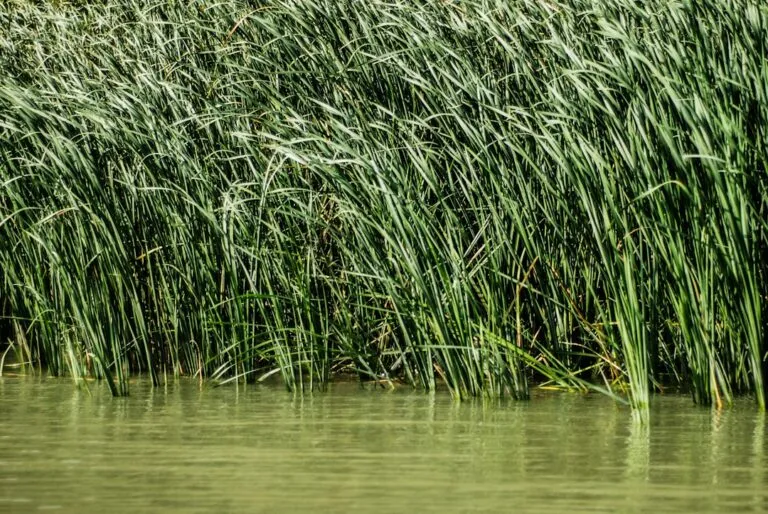 Greșeli frecvente când vine vorba de Delta Dunării Photo Danube Delta common mistakes
