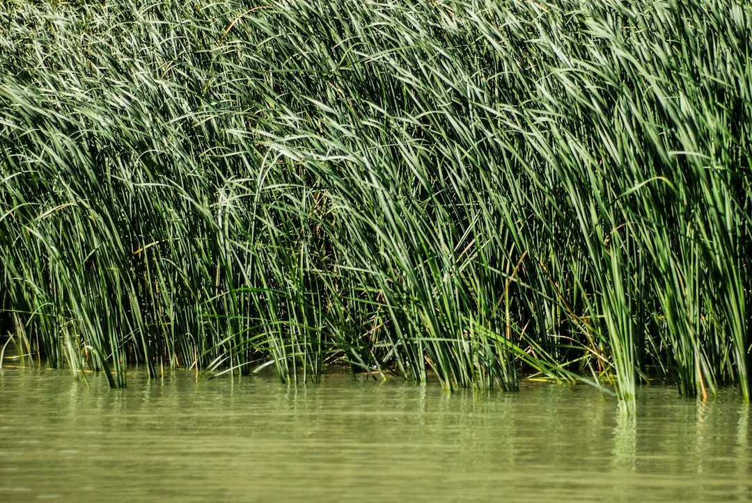 Photo Danube Delta common mistakes