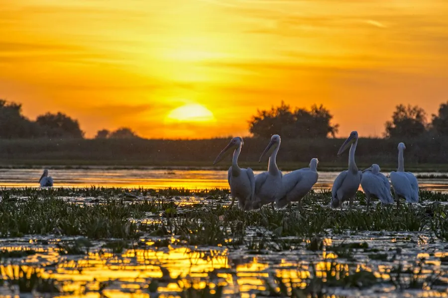 Photo Danube Delta common mistakes