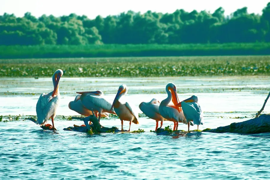 Danube Delta common mistakes